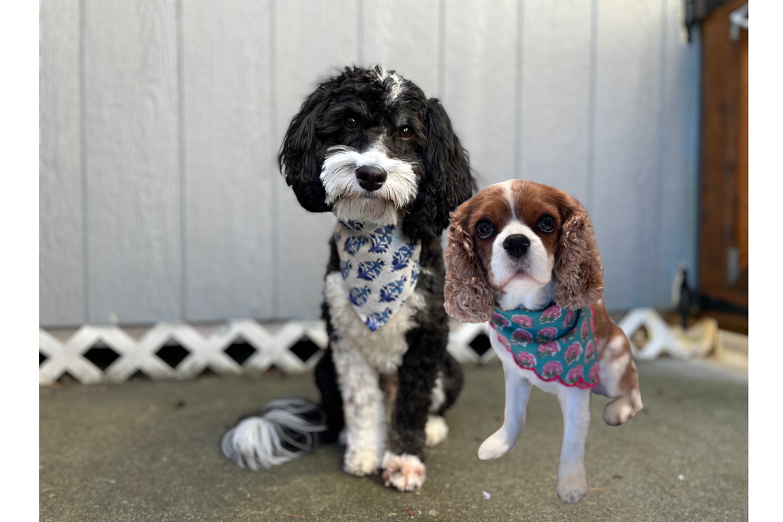 What’s in a Name? How we Landed on Quincy & Coco.